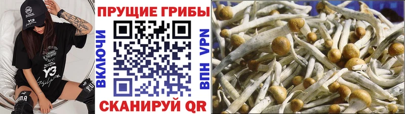 Галлюциногенные грибы ЛСД  гидра рабочий сайт  Пионерский  что такое наркотик 